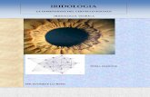 IRIDOLOGIA - iridosophia.com · Iridologia Teorica”, il Dr. Lo Rito ha, ancora una volta attraverso i suoi propri standard, prodotto un testo profondo e bello non solo per lo sviluppo