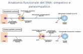 Anatomia funzionale del SNA: simpatico e Trasmissione ... · – Ecotiopato – Metrifonato. Fasi coinvolte nell’idrolisi dell’acetilcolina da parte dell’acetilcolinesterasi