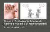 Corso di Anatomia dell’Apparato Uditivo e Vocale e di ... · Titolo: Neuroanatomia - Aspetti di base, clinici e fondamenti di neuroscienze Data pubblicazione: 2003 Autore: John