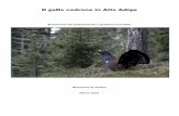 Il gallo cedrone in Altro Adige relazione preliminare · presenza notevole per il gallo cedrone, ma negli ultimi decenni anche qui si sono riscontrate forti ... unico caso nell’