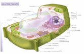Lacellulavegetale# - scienze.uniroma2.it · Alcune cellule vegetali che devono essere particolarmente resistenti (es. quelli che hanno funzione meccanica o di sostegno) presentano