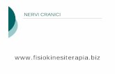 NERVI CRANICI - Fisiokinesiterapiafisiokinesiterapia-news.it/NewDownload/nervicr.pdf · sistema nervoso centrale. Le vie ottiche {Nota la sovra-rappresentazione della fovea a ...