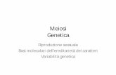 Meiosi Genetica -  · PDF fileMeiosi Genetica Riproduzione sessuale Basi molecolari dell’ereditarietà dei caratteri Variabilità genetica