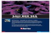 SALI RED SEA · Sali Red Sea – Connubio tra scienza e natura Le nuove formule dei sali Red Sea e Coral Pro sono il risultato di anni di ricerca sul fabbisogno fisiologico dei ...