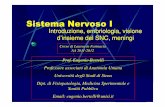 Sistema Nervoso I - dbcf.unisi.it · Sistema Nervoso I Introduzione, embriologia, visione d’insieme del SNC, meningi Corso di Laurea in Farmacia AA 2011-2012 Prof. Eugenio Bertelli