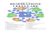 Mauro Tonellato RESPIRAZIONE CELLULARE · 14 - Ciclo di Krebs 15 - Tappa n° 1: citrato sintasi 16 - Tappa n° 3: isocitrato deidrogenasi 17 - Fosforilazione ossidativa 18 - Catena