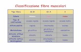Classificazione fibre muscolari - med.unipg.it Didattico/Fisiologia (Grassi... · motoneuroni e classi di unit à motorie L’ordine di reclutamento delle unità motorie dipende dalla