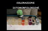 COLORAZIONI ISTOMORFOLOGICHE - DidatticaWEBdidattica.uniroma2.it/assets/uploads/corsi/148591/ISTOMORFOLOGICHE.pdf · Colorazione AZAN (acronimo di AZocarmine-ANilin blue) modificata