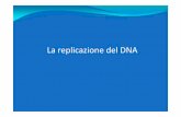 La replicazione del DNA - elearning.uniroma1.it · ogni 30000 300000 nucleotidi (10.000 100.000 ori nell’uomo) E.coli Lievito 1 500 4200 kb 40 kb 50.000 bp/min 3.600 bp/min Organismo