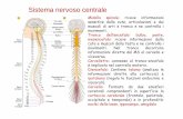 Sistema nervoso centrale - med.unipg.it Didattico... · Attraverso questo meccanismo il sistema nervoso periferico trasmette al sistema nervoso centrale informazioni sulle caratteristiche