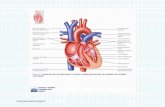 scaricatoda 2008-2009/muscolo cardiaco.pdf · La pressione nelle camere cardiache varia durante il ciclo cardiaco, ed è la differenza di pressione a spingere il sangue dagli atri