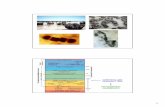 COMPARSA DEI CIANOBATTERI FOTOSINTESI - …biotech.myblog.it/files/Microbiologia/Tassonomia-Archaea_cap_14... · Analisi genetica ¾CARATTERI MOLECOLARI Confronto delle proteine Confronto