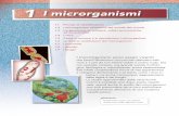 1 l microrganismi - staticmy.zanichelli.it · y x o m y c o t a Protista Procarya o Monera C y a n o p h yt a Fo ... nucleo,iilamentidicromatinaassumonounaspettodeinitoecarat- ...