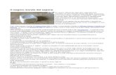 Il magico mondo del sapone - Torpignattara Roma — Gass casalinga2.pdf · che il sapone ha raggiunto la mitica “fase gel”, sogno di ogni saponiere. Munita quindi di guanti, di