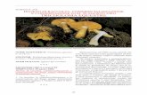 Divieto Di raccolta, commercializzazione e conservazione ... FUNGHI 2012... · SINONIMI: Tricholoma flavovirens(P ers:Fr.) LundeLL, Tricholoma auratum (Fr.) ... fungo. BIBLIOGRAFIA