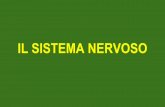 IL SISTEMA NERVOSO - maestroalessandro.weebly.commaestroalessandro.weebly.com/.../9/7/5/89758819/il_sistema_nervoso.pdf · attraverso i neuroni passano dei segnali bioelettrici che