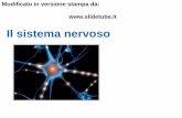 Il sistema nervoso - sdc858063671d84c6.jimcontent.com · •Il sistema nervoso è costituito dai neuroni, cellule specializzate costituite da un corpo cellulare (che contiene il nucleo