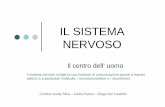 IL SISTEMA NERVOSO - ameucci.it nervoso(silva pelosi del castello).pdf · Il sistema nervoso è il sistema di regolazione delle funzioni corporee Le funzioni del sistema nervoso comprendono: