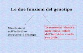 Le due funzioni del genotipo - geneticastuppia.it. 2... · prodotto RNA messaggero, che ha il compito di trasportare l’informazione genetica dal nucleo al citoplasma • L’RNAm,