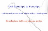 Dal Genotipo al Fenotipo - .Dal Genotipo al Fenotipo Dal Fenotipo normale al Fenotipo patologico