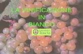 LA VINIFICAZIONE IN BIANCO - cefas.org in bianco.pdf · Descrivere un processo di vinificazione non è semplice, anche perché non esiste uno standard uguale per tutti i vini, per