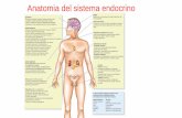 Anatomia del sistema endocrino - lcgalilei.gov.it · Il sistema endocrino comprende ghiandole e cellule che secernono ormoni, la sua funzione di regolazione ormonale agisce su: crescita,