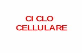 CICLO CELLULARE - bgbunict.it MEDICINA/Ciclo_cellulare... · indice mitotico: proporzione di cellule in mitosi. il citofluorimetro e’ lo strumento di ... checkpoint di ingresso