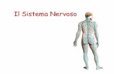 Il Sistema Nervoso - risorsedidattiche.net · Sistema Nervoso Autonomo Sistema Nervoso Periferico Il sistema nervoso autonomo comprende l'insieme di fibre nervose che corrono lungo