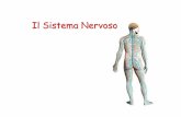 Il Sistema NervosoIl Sistema Nervoso coordina le attivitàdella vita di relazione e svolge le seguenti funzioni: Il Sistema Nervoso •riceve stimoli ed elabora risposte; ... Il neurone