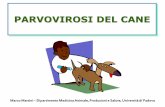 PARVOVIROSI DEL CANE - italian-cane-corso.com · della Panleucopenia Felina, dal quale si ritiene derivato per mutazione), e dell’ Enterite del Visone Nessuna correlazione antigenica