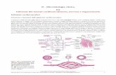 D - Microbiologia clinica D4 Infezioni dei sistemi ...online.scuola.zanichelli.it/lanciotti-files/D04_InfezioniB.pdf · L’accertamento prioritario risulta quindi la ricerca del