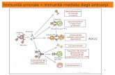 Immunità umorale = immunità mediata dagli anticorpi · e BCR (Complesso del recettore per l’Ag) (mIg + Igα-Igβ, CD79a-CD79b) Corecettore (trasmissione del segnale) Recettore