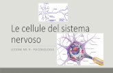 Le cellule del sistema nervoso - lumsa.ittoken_custom_uid... · Nel sistema nervoso adulto ontriuise al mantenimento dell’omeostasi attivandosi in risposta di agenti patogeni presenti