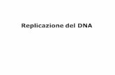 Replicazionedel DNA - people.unica.itpeople.unica.it/renatorobledo/files/2018/01/Med-06.pdf · Metacentrico Submetacentrico Acrocentrico Telocentrico . n alcunl momenti un cromosoma
