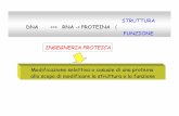 STRUTTURA DNA  RNA -> PROTEINA FUNZIONE …arianna.med.uniroma1.it/cutruzzola/lezioni/BM2-2006/lez11.pdf · STRUTTURA DNA  RNA -> PROTEINA 〈 FUNZIONE Modificazione
