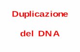 Duplicazione del DNA - MEDICINA/10-DuplicazDNA...  DNA RNA Proteina Trascrizione Traduzione DNA
