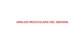 ANALISI MOLECOLARE DEL GENOMA - dbce.uniroma1.itdbce.uniroma1.it/sites/default/files/9 - Analisi del genoma e mappe... · POLIMORFISMO I polimorfismi genetici sono variazioni nelle