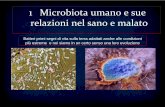 1 Microbiota umano e sue relazioni nel sano e malato · 2018-05-17 · relazioni nel sano e malato. Batteri primi segni di vita sulla terra adattati anche alle condizioni ... Rischio