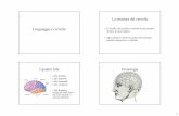 10 - Linguaggio e cervello - CISCL · Aree di Broca e di Wernicke • Area di Broca: nella zona inferiore e posteriore del lobo frontale sinistro • Area di Wernicke: nella zona
