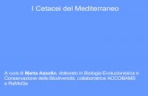 I Cetacei del Mediterraneo · • Caratteristiche degli Archeoceti che riscontriamo anche negli attuali ... Stato conservazione cetacei nel Mediterraneo Tra le specie comuni 1 Misticete