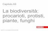 La biodiversità: procarioti, protisti, - Simone Damiano · La classificazione degli organismi 2 Si definisce specie biologica un gruppo di ... di organismi unicellulari capaci di