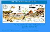 Fauna edafica come indicatore di qualità del suolo · Oltre 1000 specie di invertebrati possono essere presenti in 1 m2 di foresta europea di faggio (Schaefer and Schauermann, 1990).