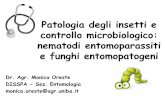 Patologia degli insetti impiego degli entomopatogeni nel ... · e funghi entomopatogeni Dr. Agr. Monica Oreste DISSPA - Sez. Entomologia monica.oreste@agr.uniba.it . Agenti patogeni