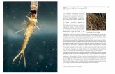 Gli invertebrati acquatici - FAB · Le nostre conoscenze sugli invertebrati acquatici delle torbiere alpine derivano soprattutto dalle ricerche di Giorgio Marcuzzi e collaboratori