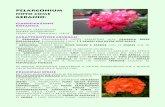 PELARGONIUM noto come GERANIO - acerorosso.net · la particolarità di avere il fiore con sette stami e di tipo zigomorfo ... caratteristica di avere uno stelo erbaceo con internodi