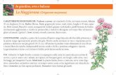 In giardino, orto e balcone La Maggiorana (Origanum majorana) · molti stami gialli, in racerni ascellari. Marzo/maggio. Frutti: ... e la sommità del getto principale andrebbe recisa