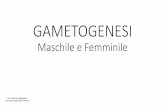 GAMETOGENESI - Unife · MITOSI per le cellule Somatiche MEIOSI per le cellule Germinali. Ricapitolando Gamete: cellula sessuale matura dal corredo cromosomico Aploide atta alla fusione