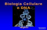 DNa e Staminali - baveno.net · Con le slide seguenti, spero, di dare qualche informazione utile a «districarsi» nell’affascinante mondo del DNA. Premesse . 2 . Argomenti •