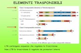 ELEMENTI TRASPONIBILI - Università degli Studi di Verona · la ragione principale delle differenze in dimensione dei genomi nelle piante Nei genomi dei vegetali divergenze intraspecifiche