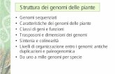 Struttura dei genomi delle piante - distagenomics.unibo.it · • L’obiettivo è sostituire con il sequenziamento diretto, a medio-bassa copertura, il lavoro di genotipizzazione
